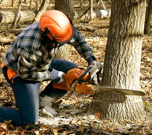 Tree Removal in New Berlin, WI